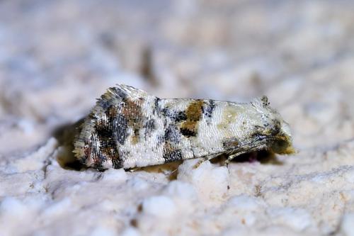 Réf. 310 269 : Cochylis hybridella